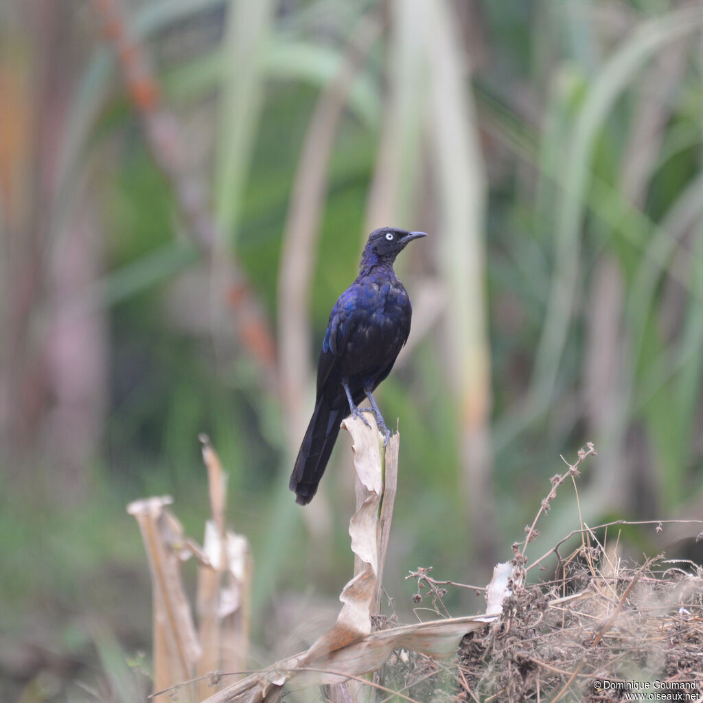 Rüppell's Starlingadult, identification