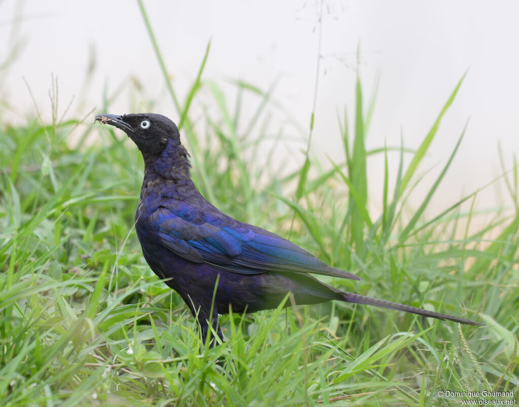 Rüppell's Starlingadult, identification, eats