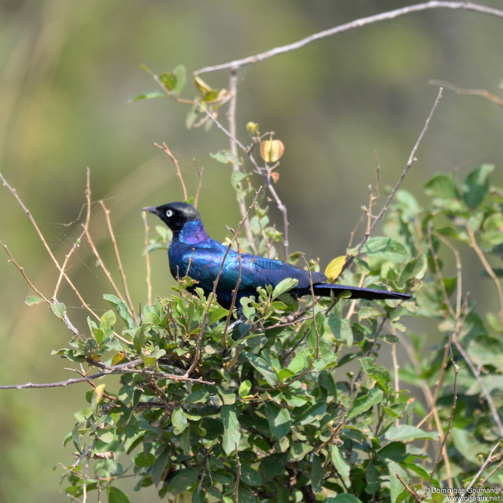 Rüppell's Starlingadult, identification