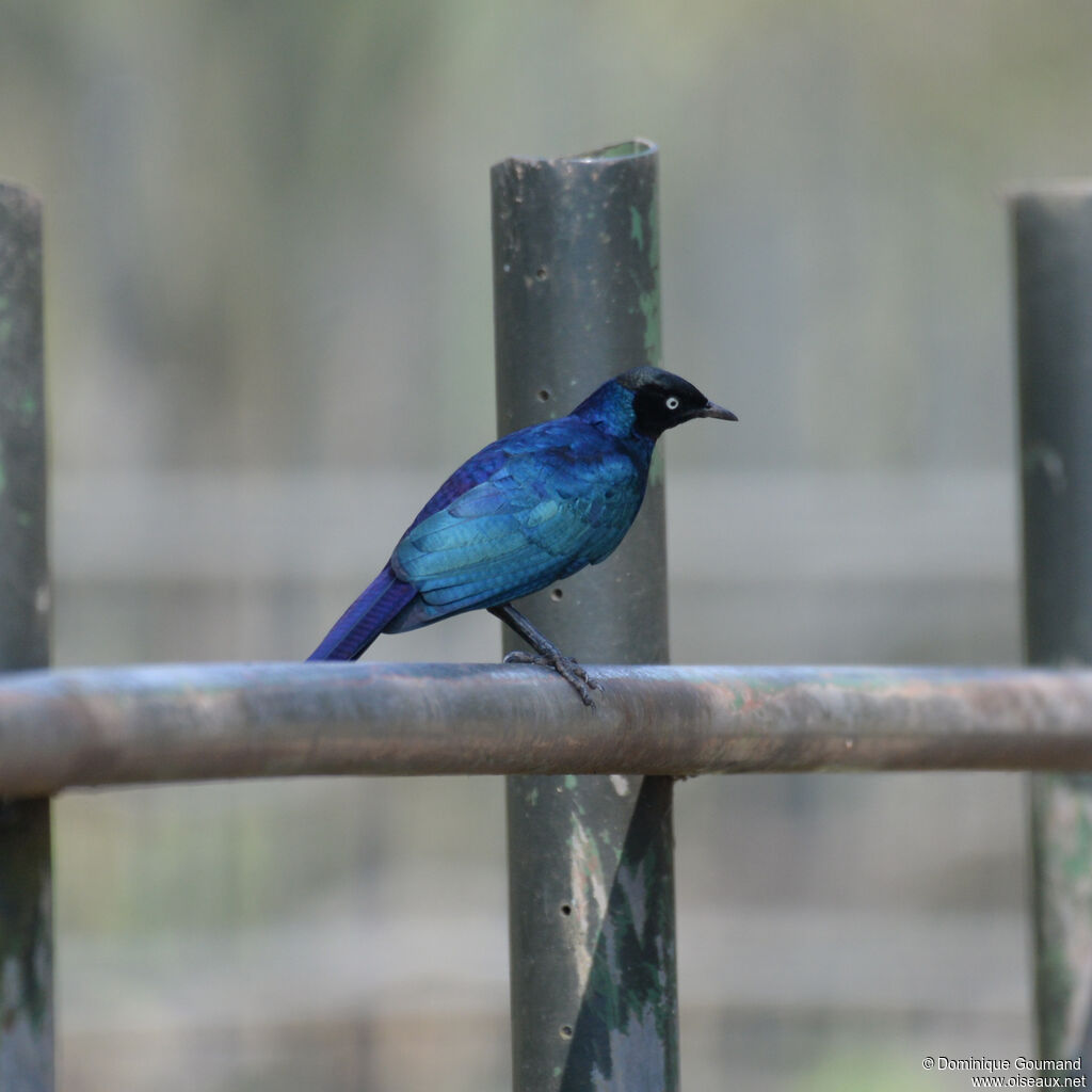 Rüppell's Starlingadult, identification