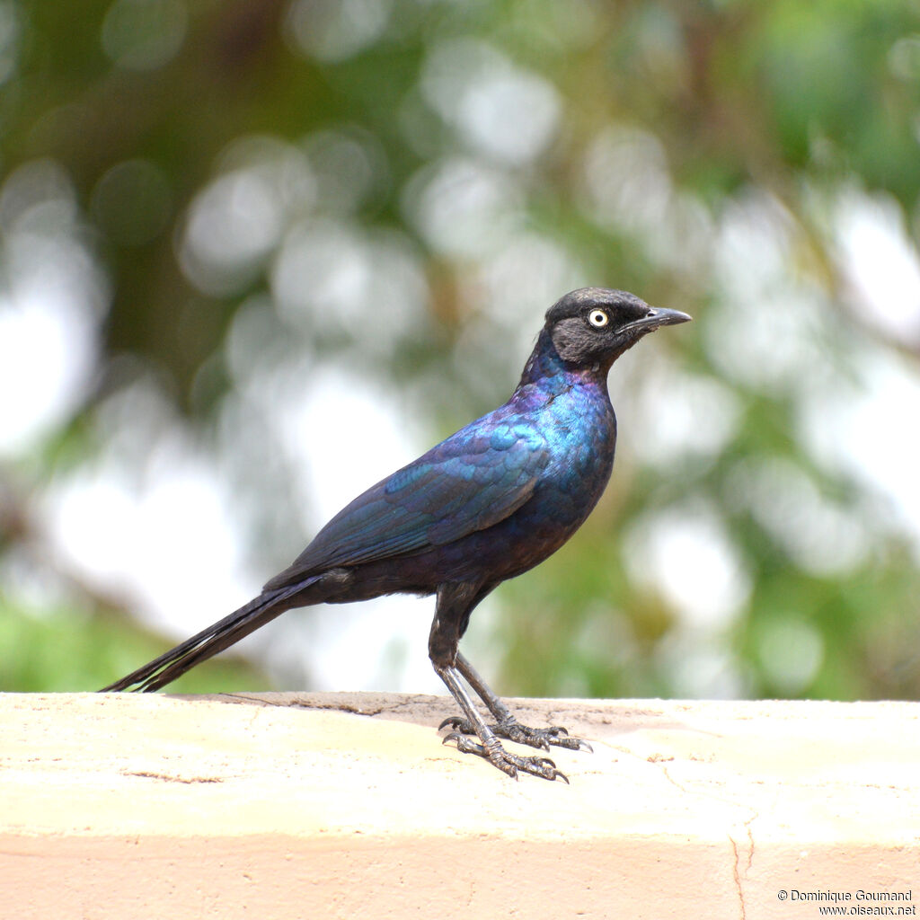 Rüppell's Starlingadult, identification