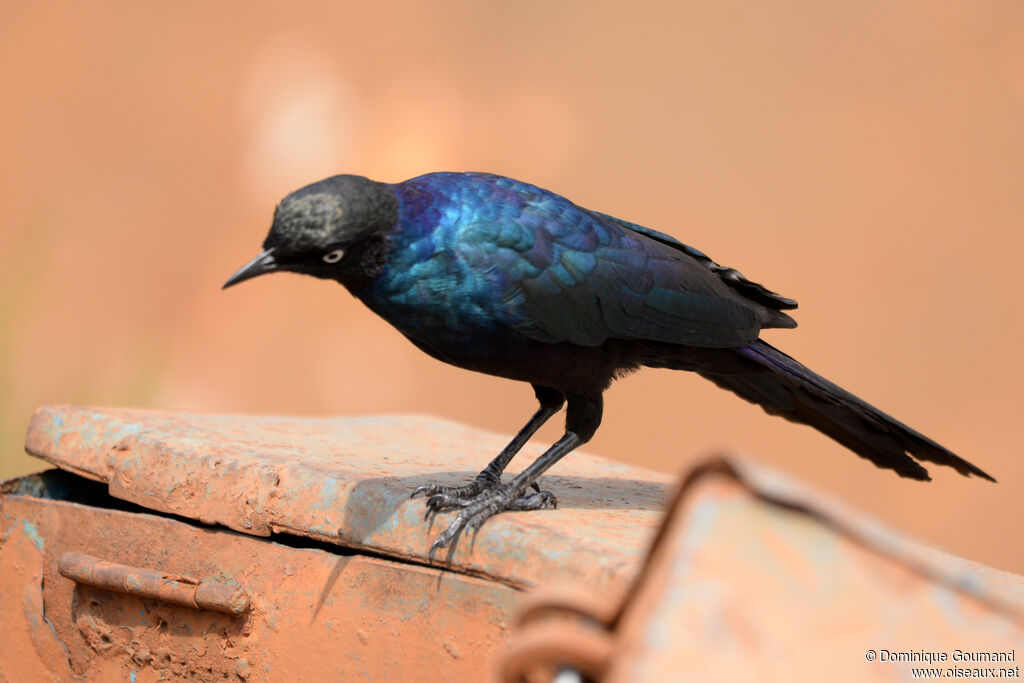 Rüppell's Starlingadult, identification