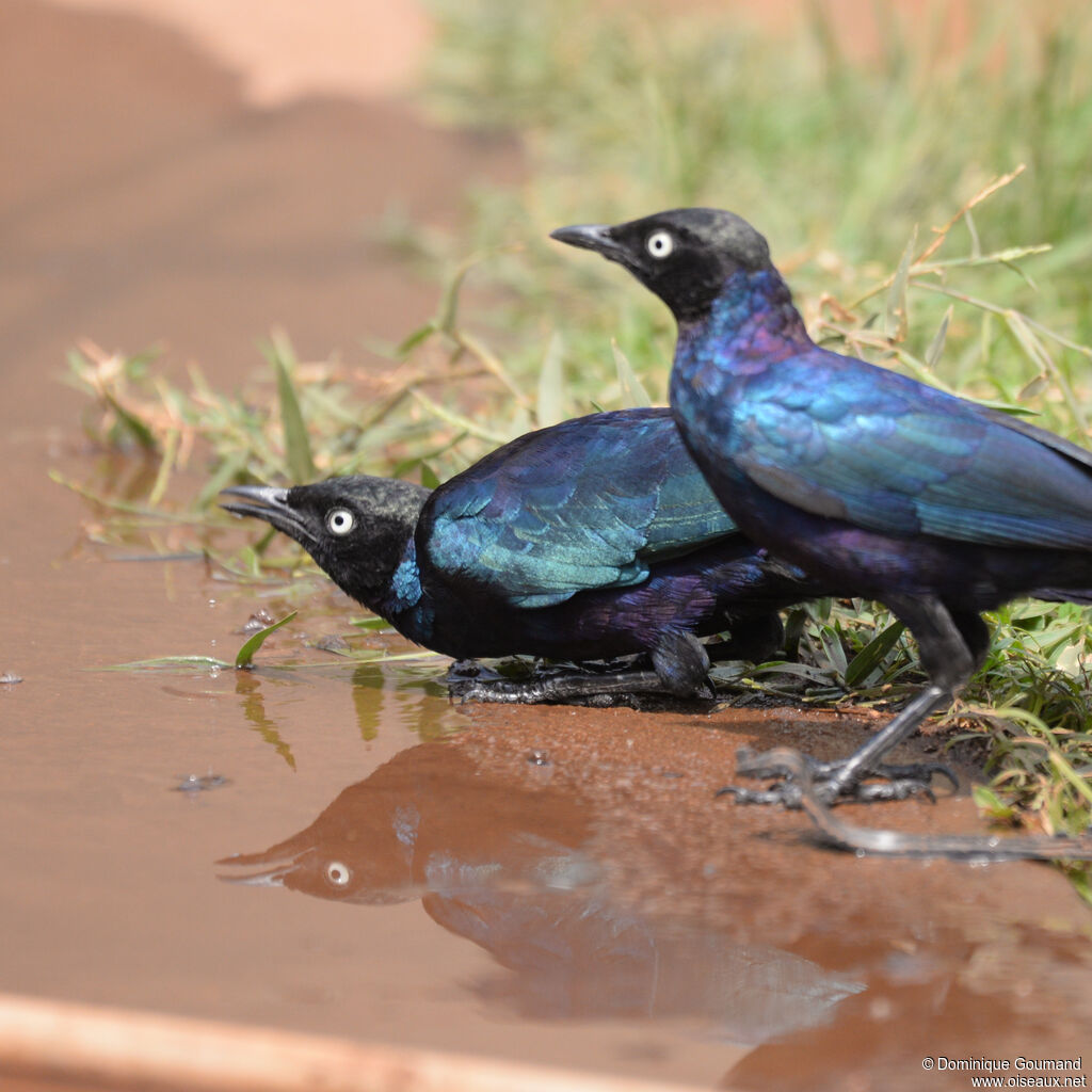 Rüppell's Starlingadult, drinks