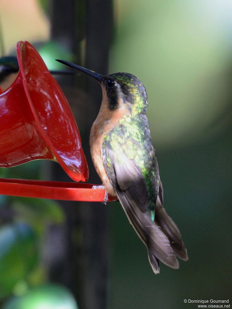 Colibri à ventre châtain femelle adulte