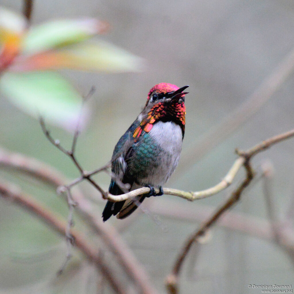 Bee Hummingbird