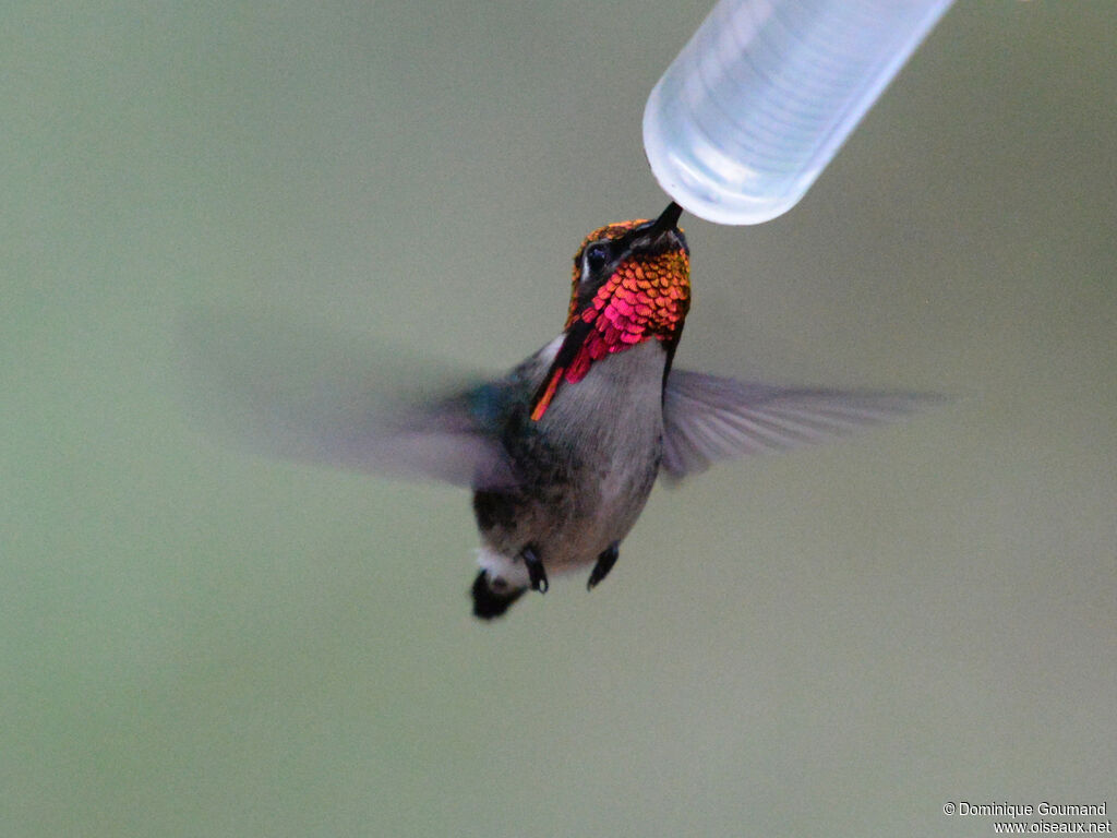 Bee Hummingbird