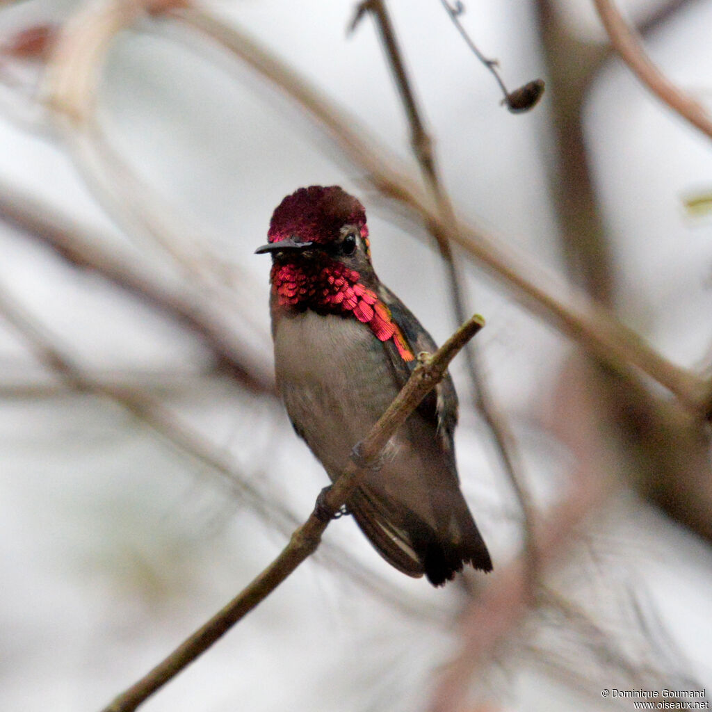 Bee Hummingbird