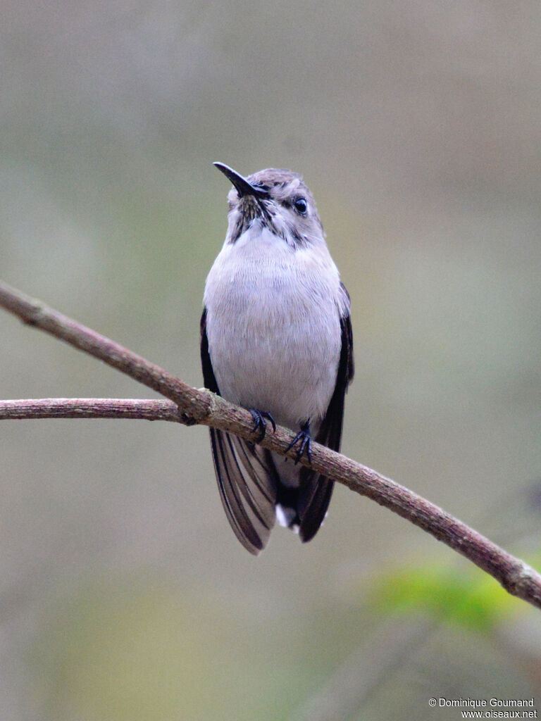 Bee Hummingbird