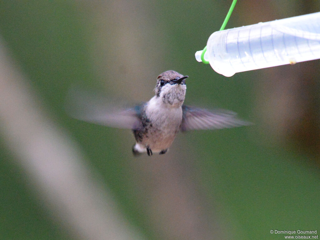 Bee Hummingbird