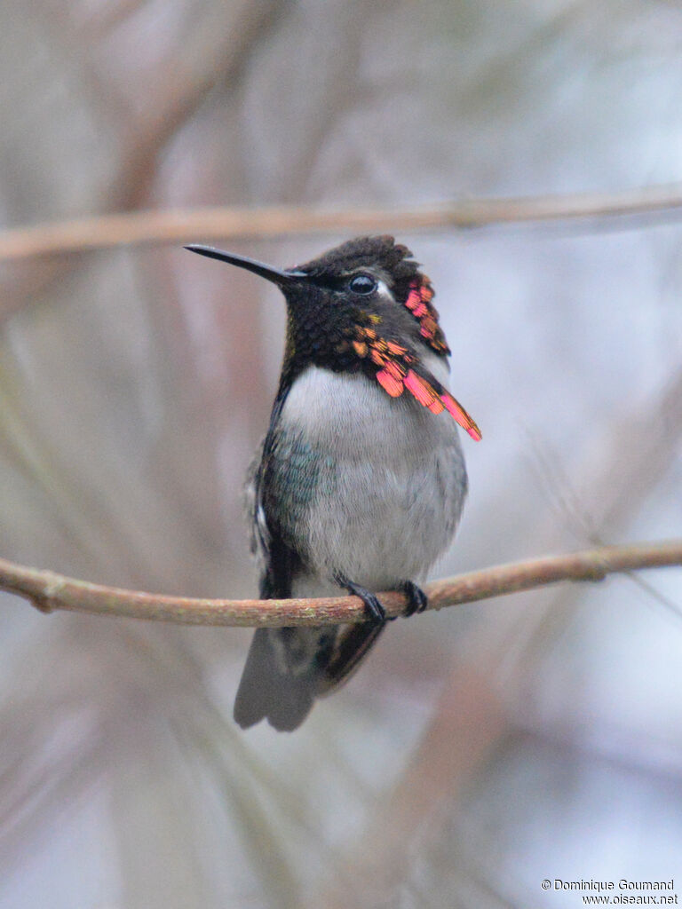 Bee Hummingbird