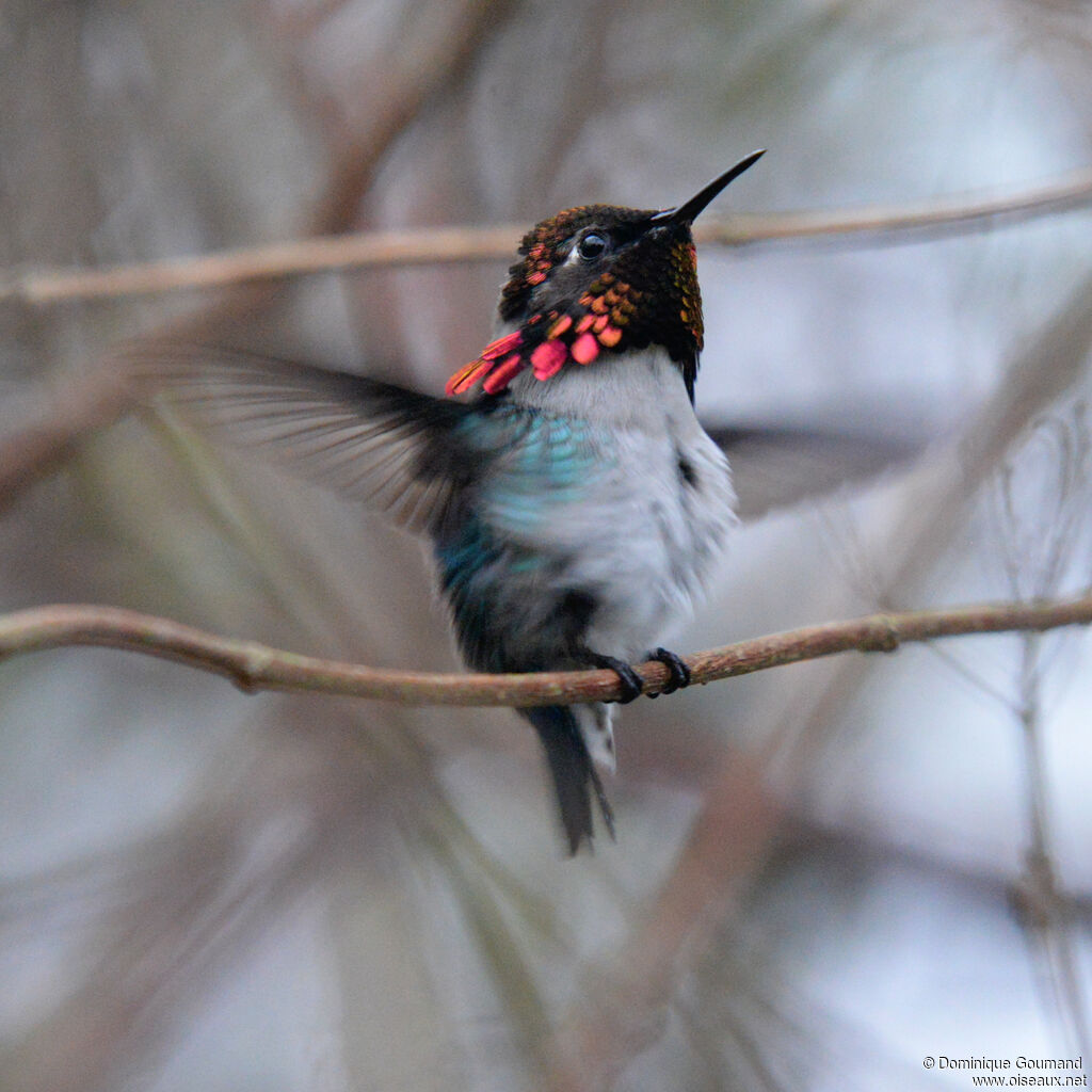 Bee Hummingbird