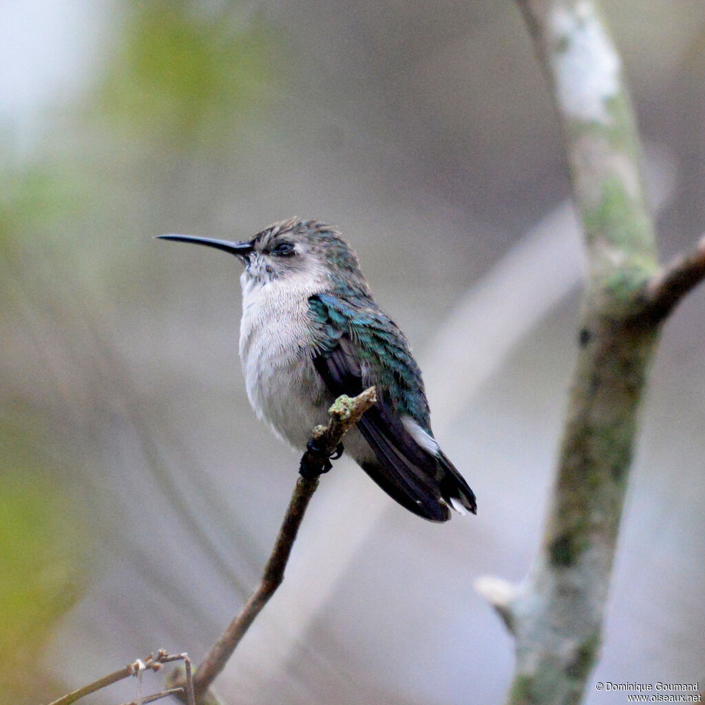 Colibri d'Helen - Colibri d'Elena<br /> femelle adulte, identification