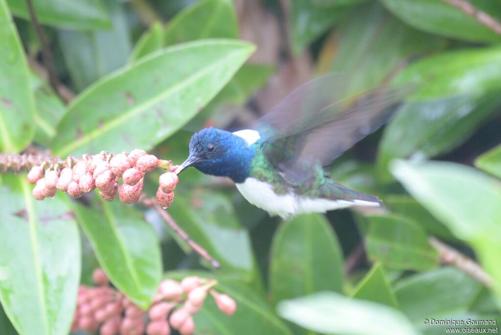 Colibri jacobin mâle adulte