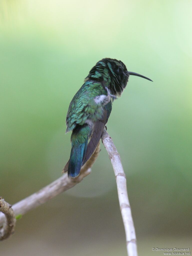 Mexican Violetearadult