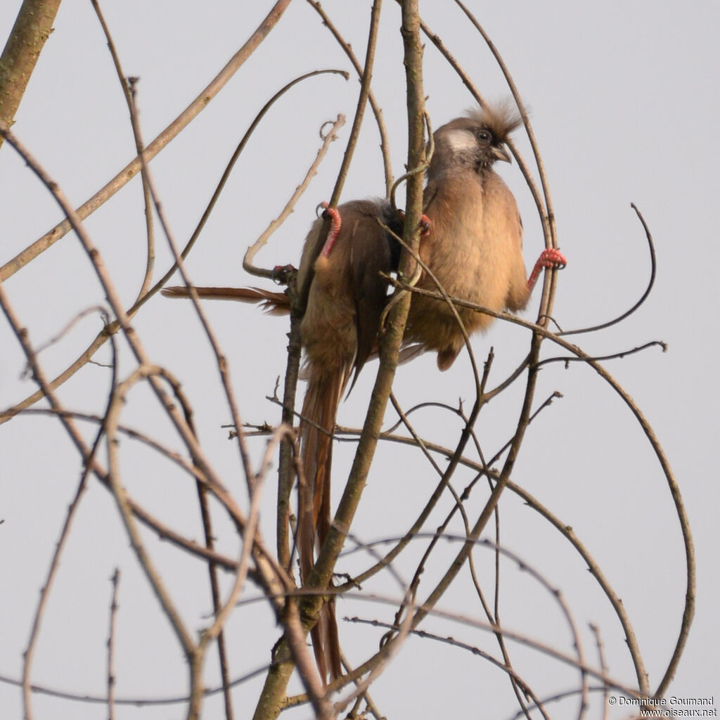 Speckled Mousebird, close-up portrait