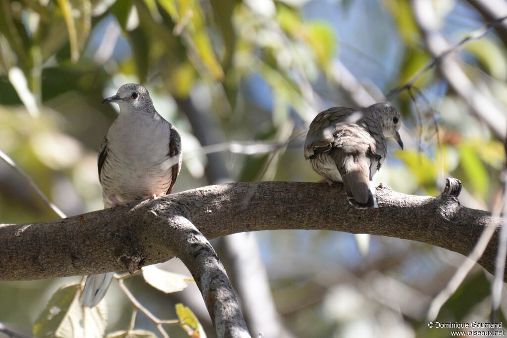 Inca Doveadult