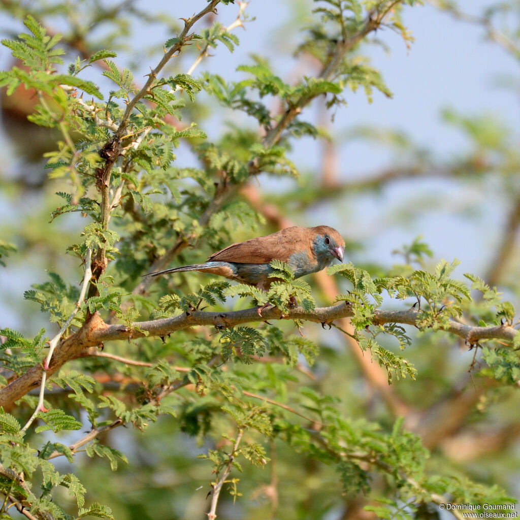 Red-cheeked Cordon-bleu female adult, identification
