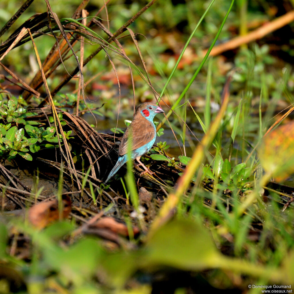 Red-cheeked Cordon-bleu male adult, identification