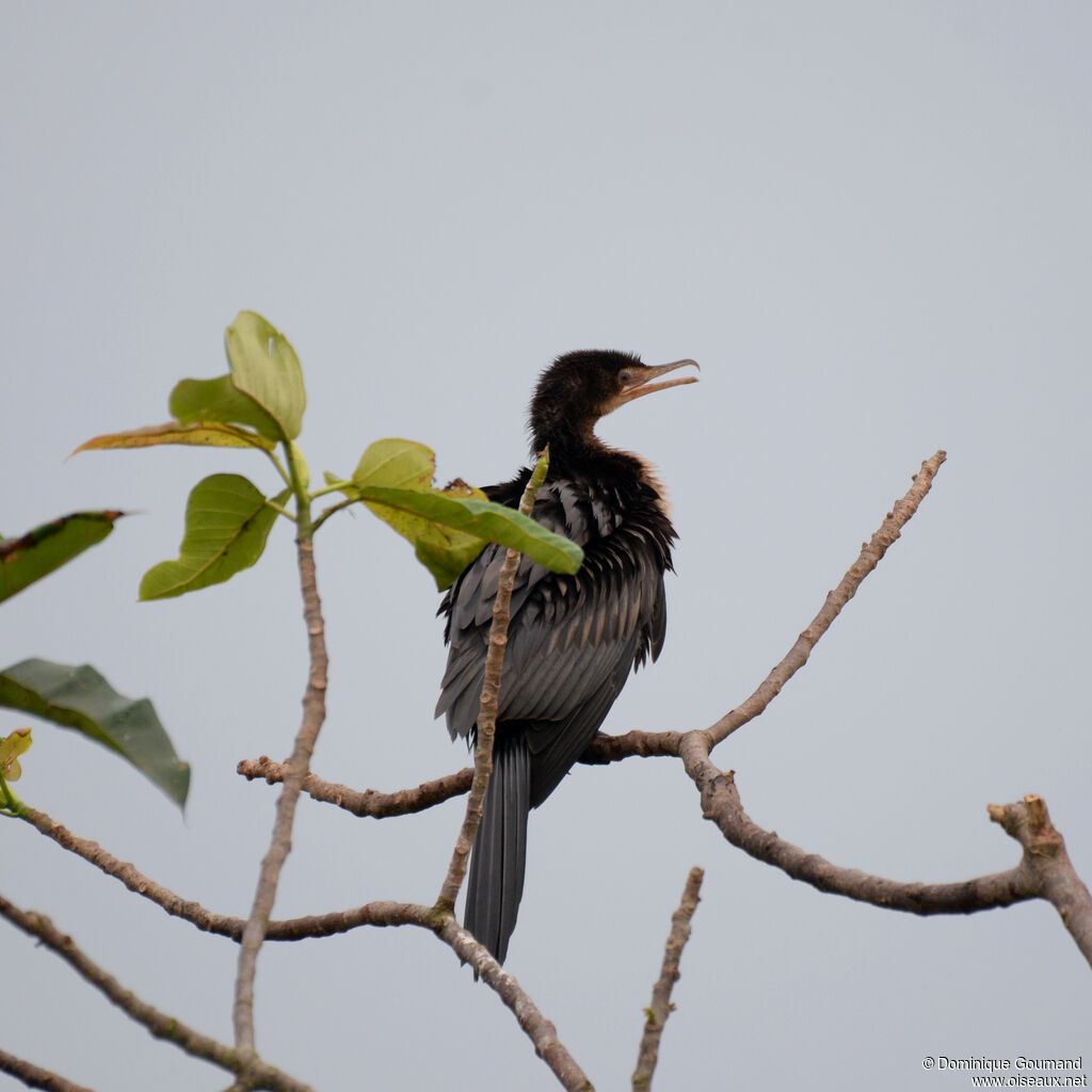 Reed Cormorantadult, identification