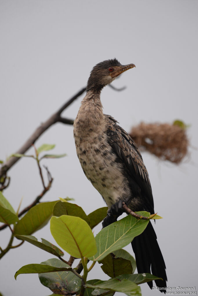 Reed Cormorantjuvenile, identification