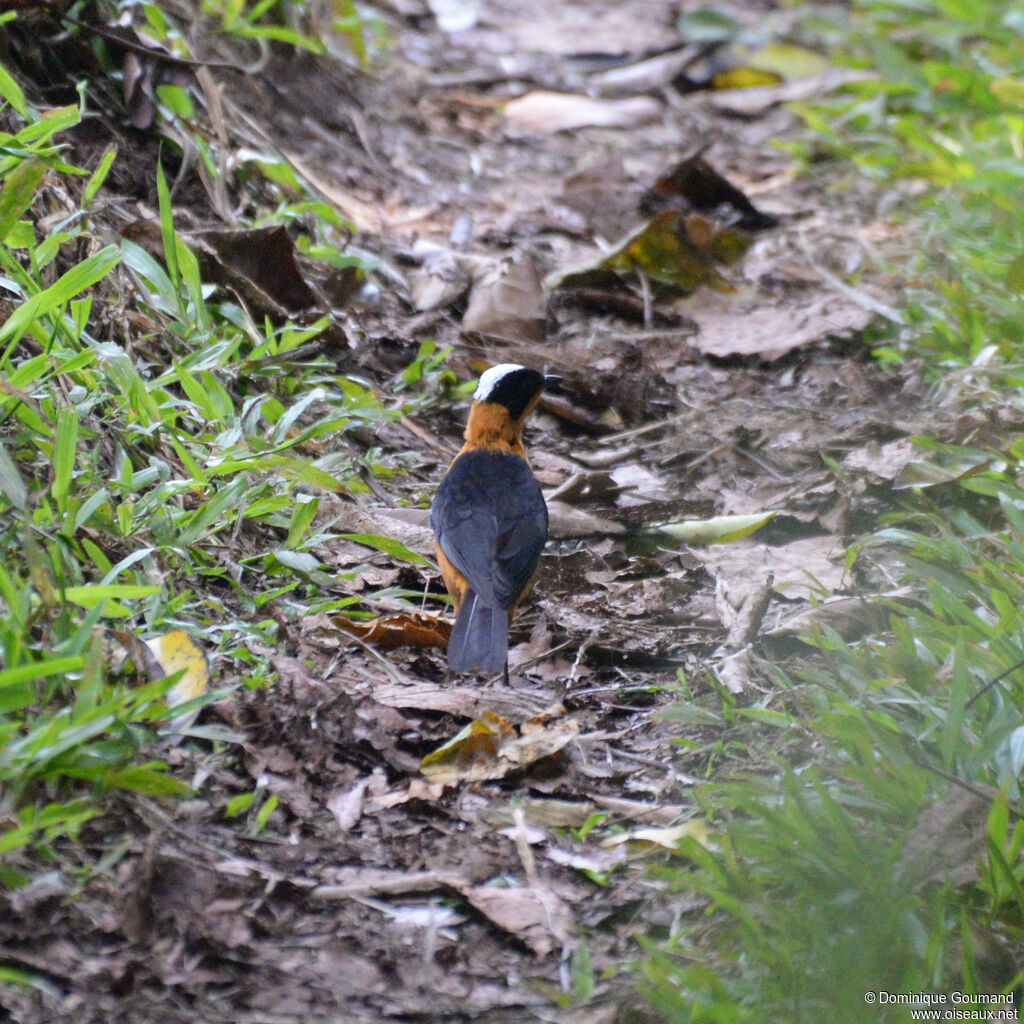 Snowy-crowned Robin-Chatadult, identification
