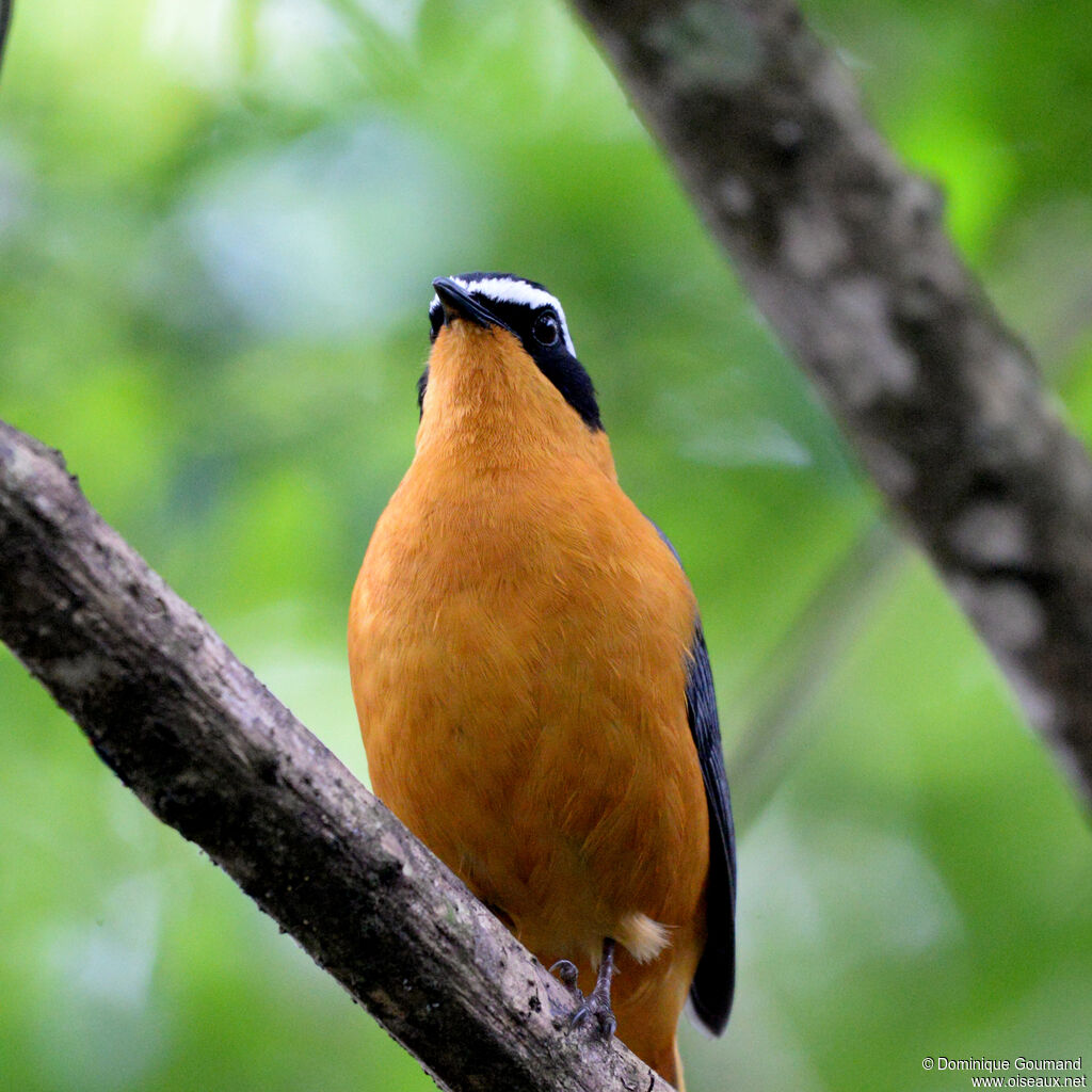 White-browed Robin-Chatadult, close-up portrait