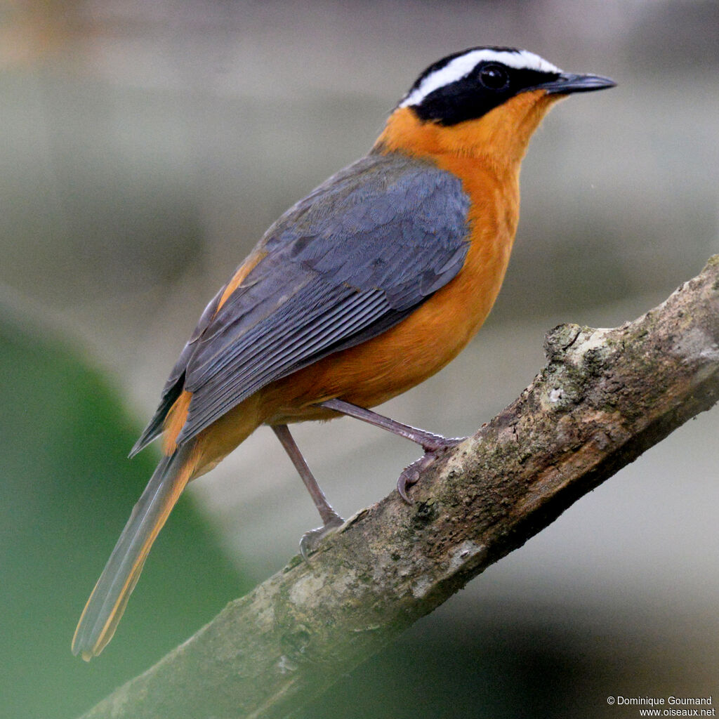 White-browed Robin-Chatadult, identification