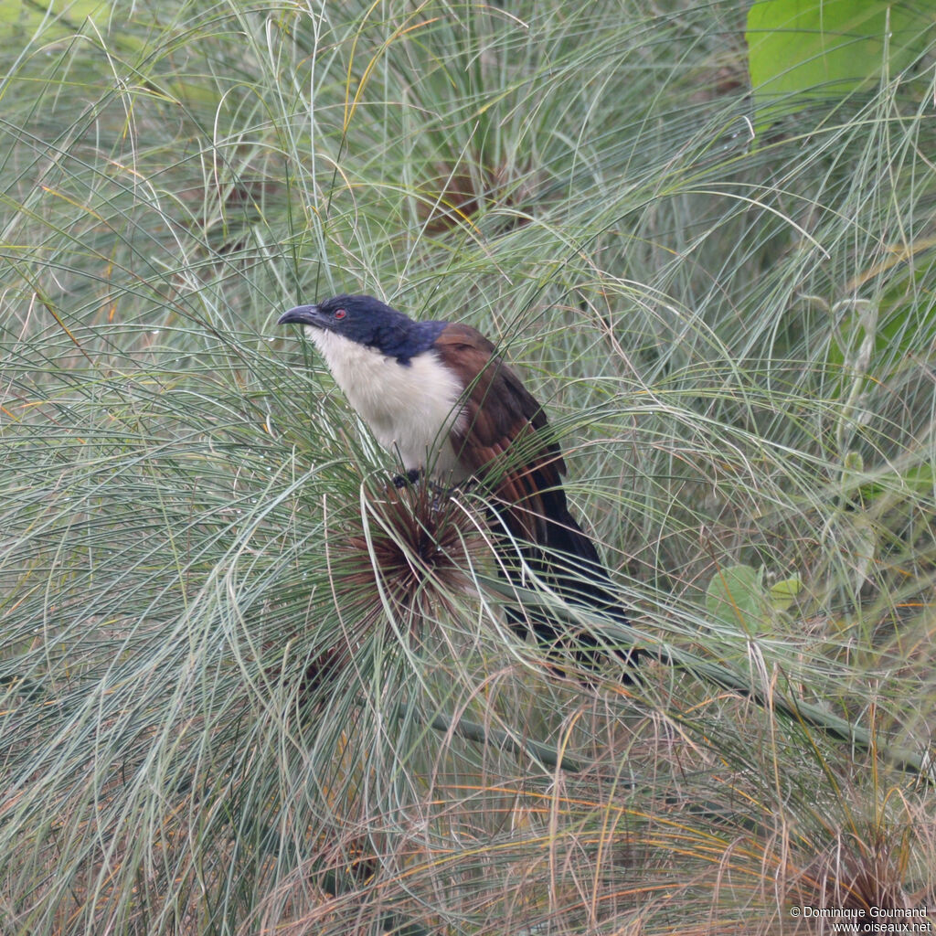 Blue-headed Coucaladult, identification