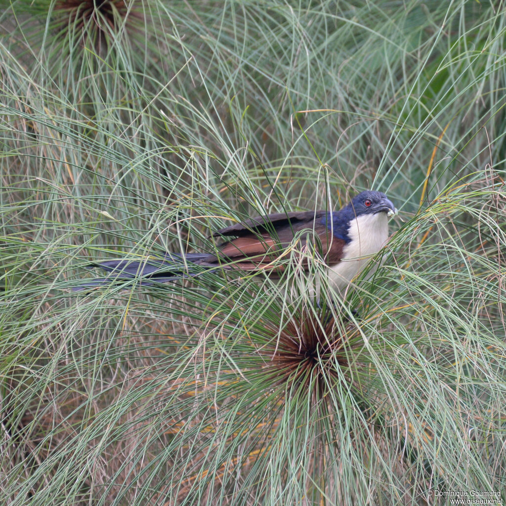 Blue-headed Coucaladult