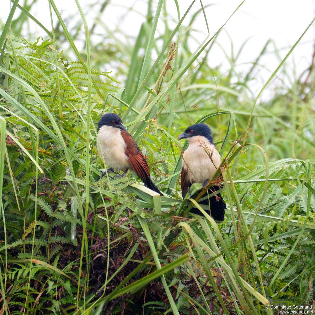 Coucal à nuque bleueadulte