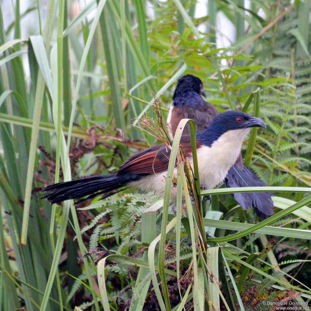 Blue-headed Coucaladult
