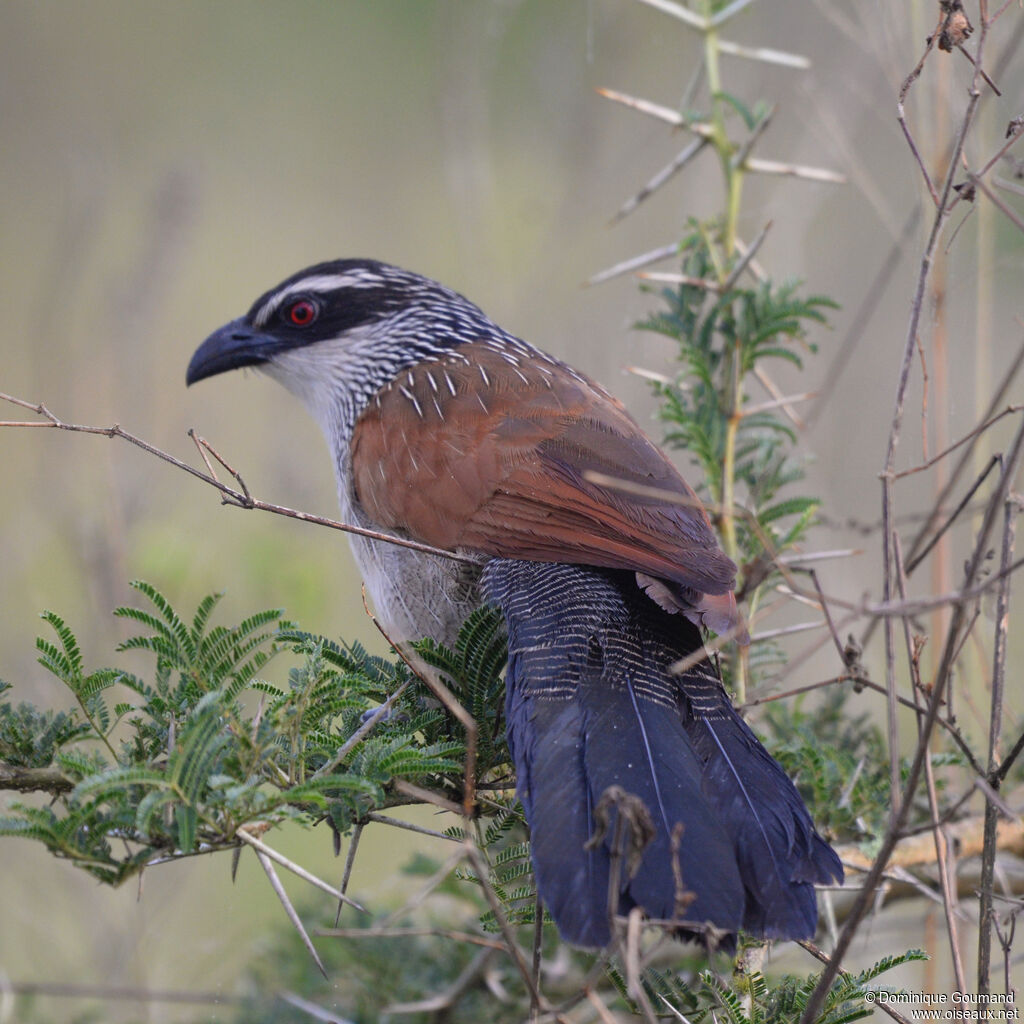 White-browed Coucaladult, identification