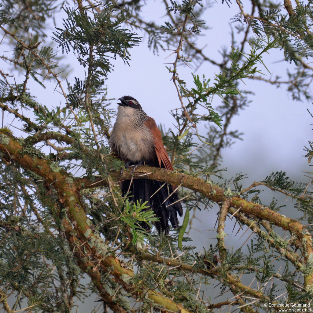 White-browed Coucaladult, identification