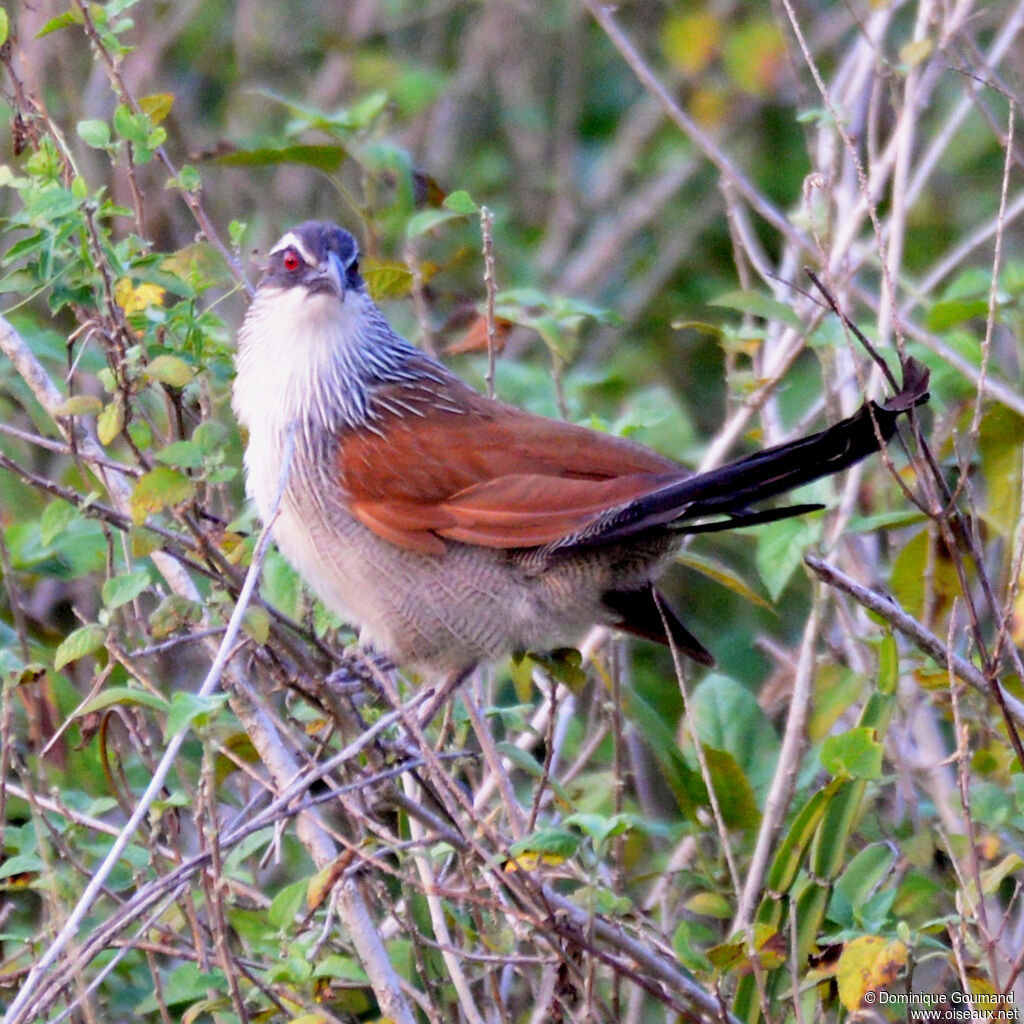White-browed Coucaladult