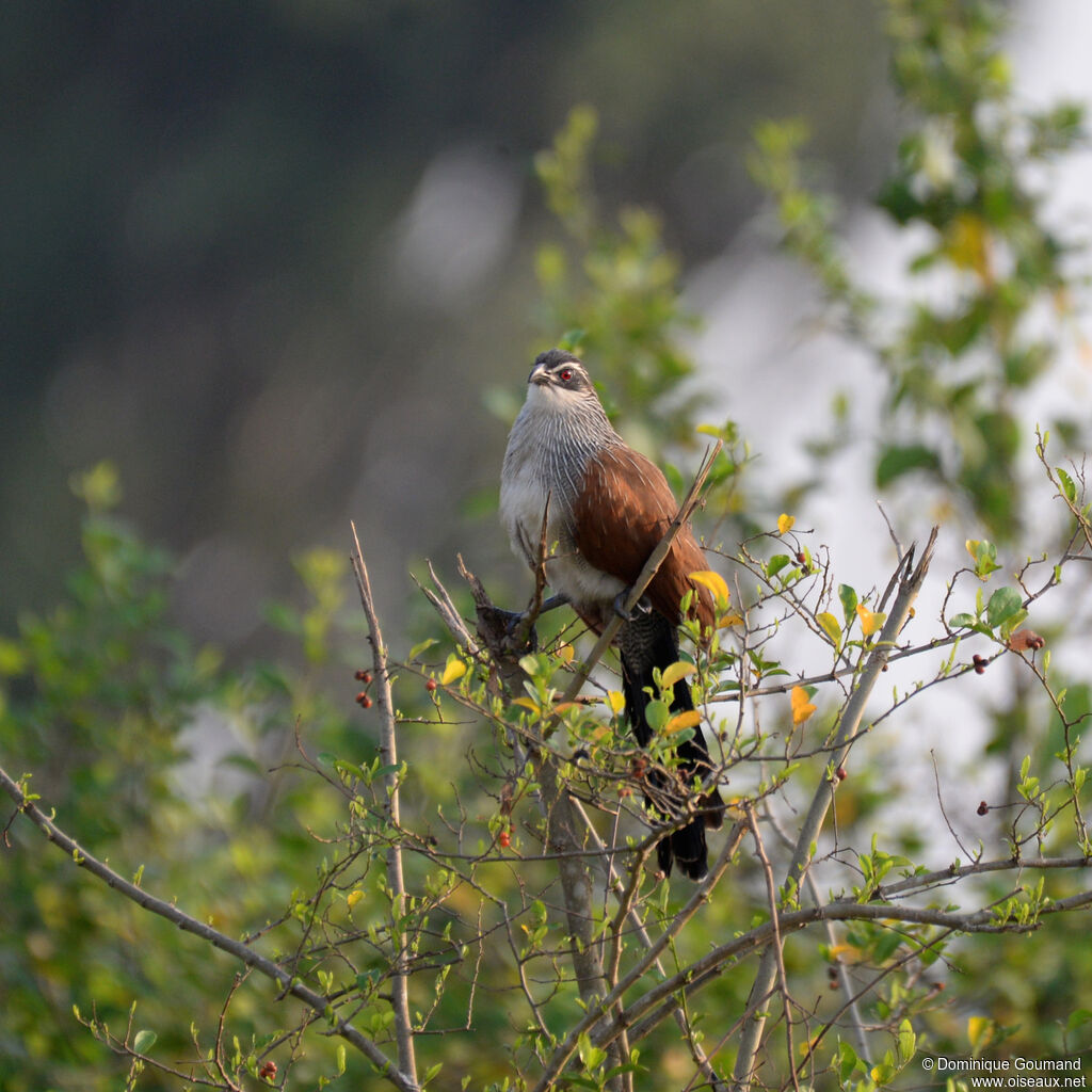 Coucal à sourcils blancsadulte, identification