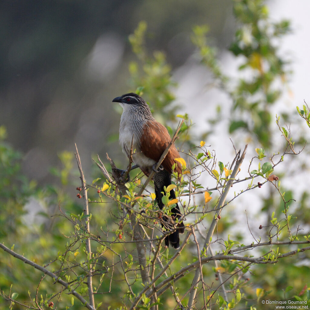 Coucal à sourcils blancsadulte, identification