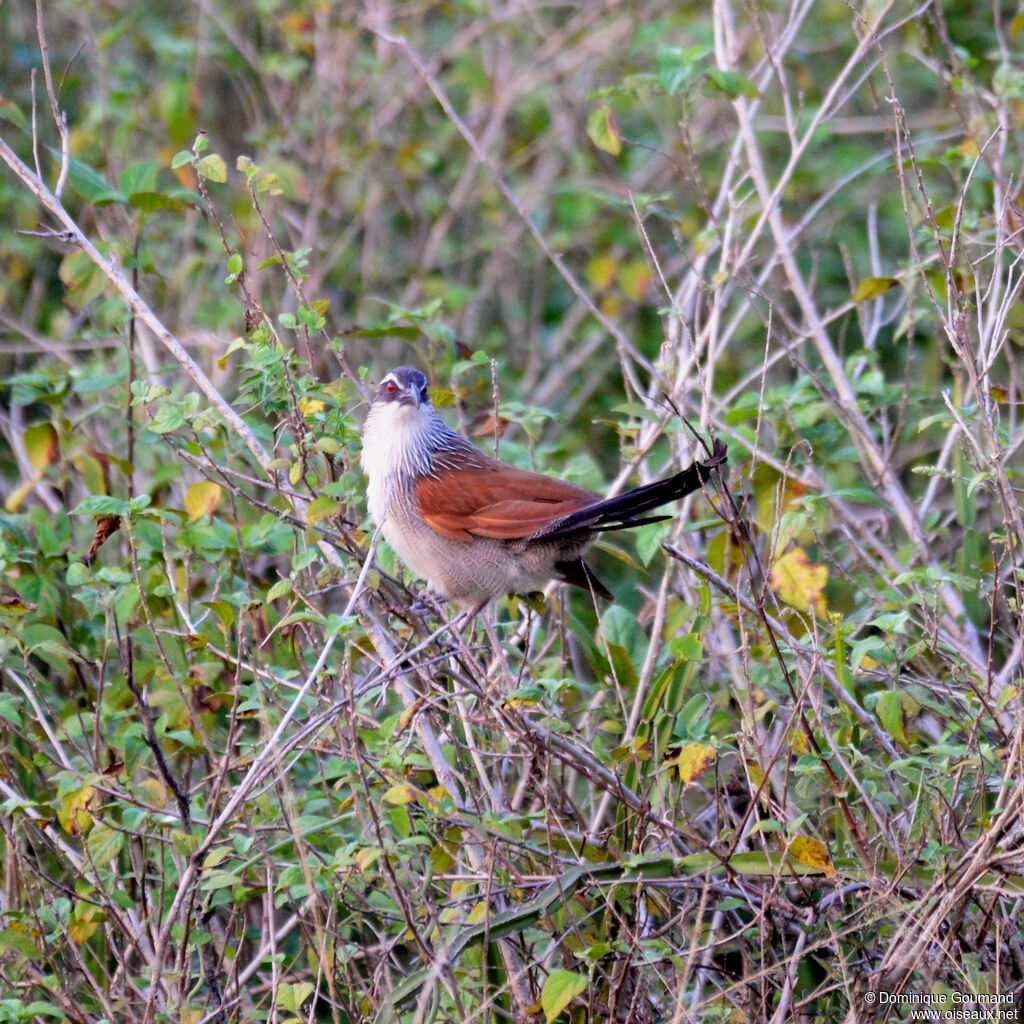 White-browed Coucal, identification