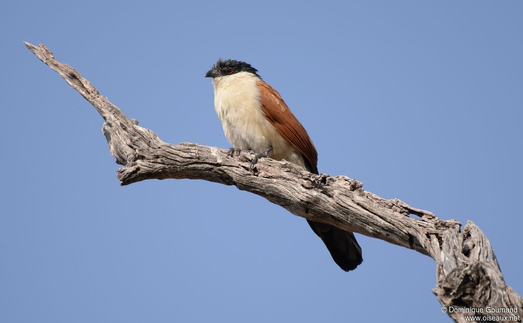 Senegal Coucal