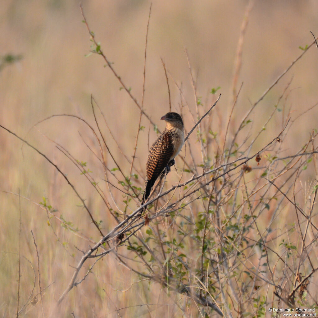 Coucal noirjuvénile, identification