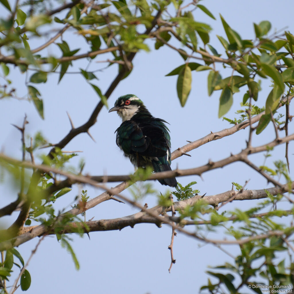 Diederik Cuckoo male adult, identification