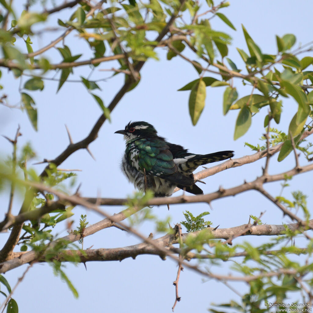 Diederik Cuckooadult, identification