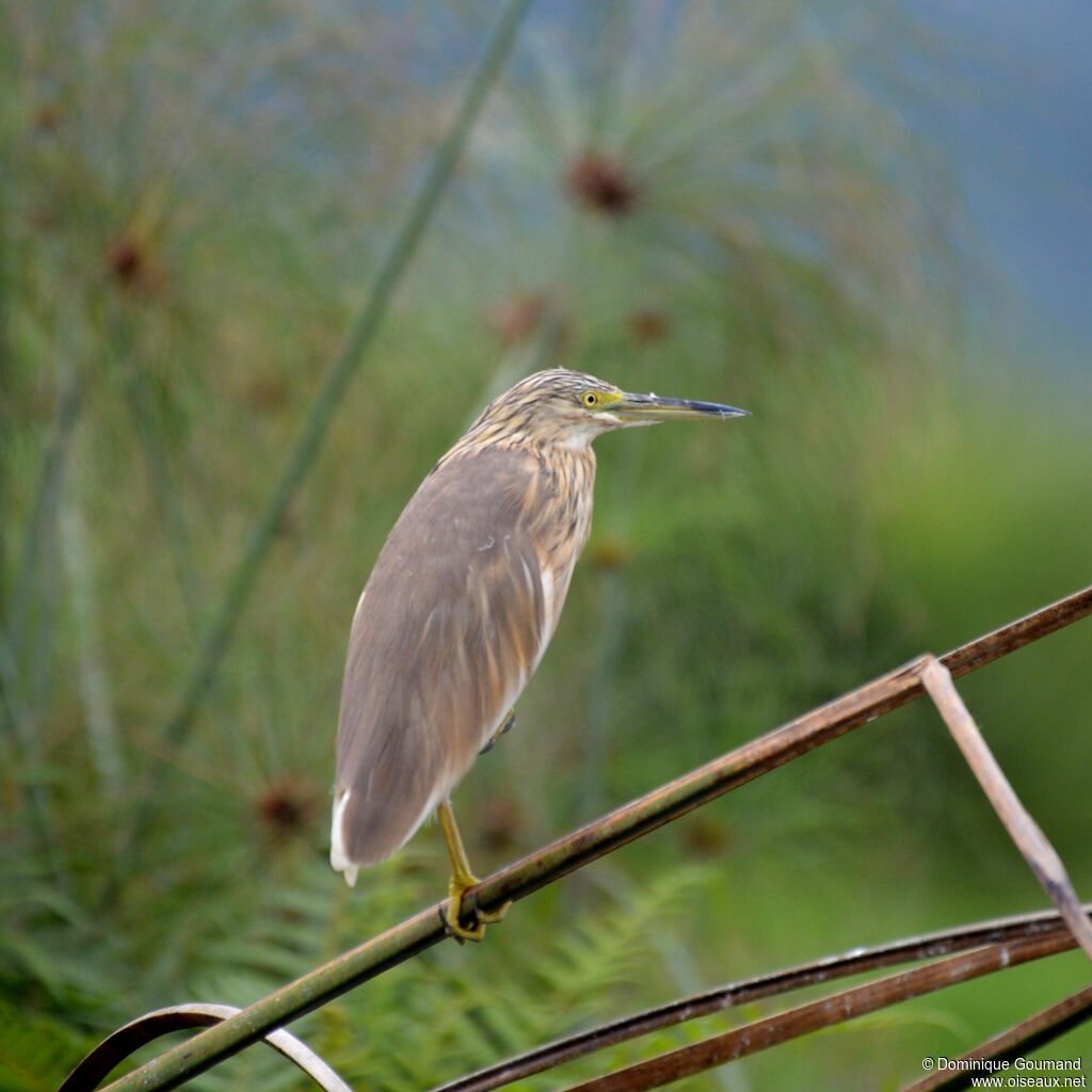 Crabier cheveluadulte, identification
