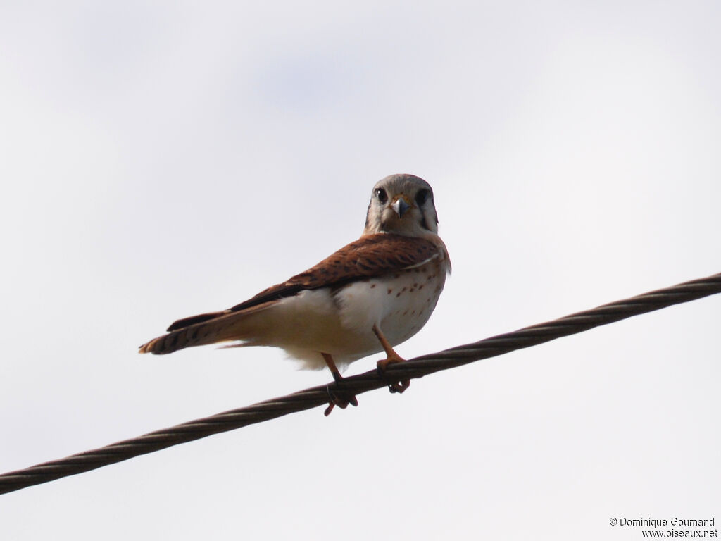 Crécerelle d'Amérique femelle adulte, identification