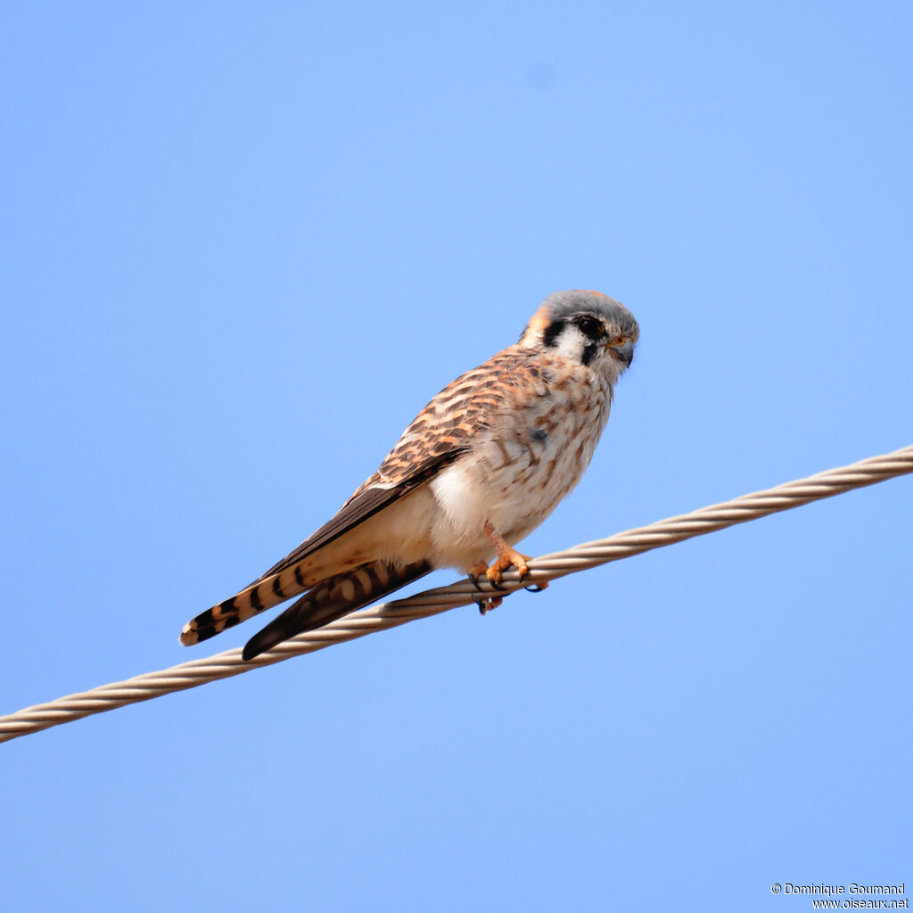 Crécerelle d'Amérique femelle adulte, identification