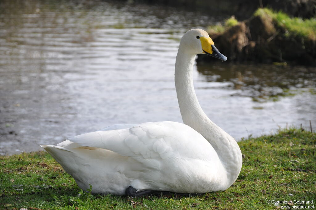 Whooper Swan