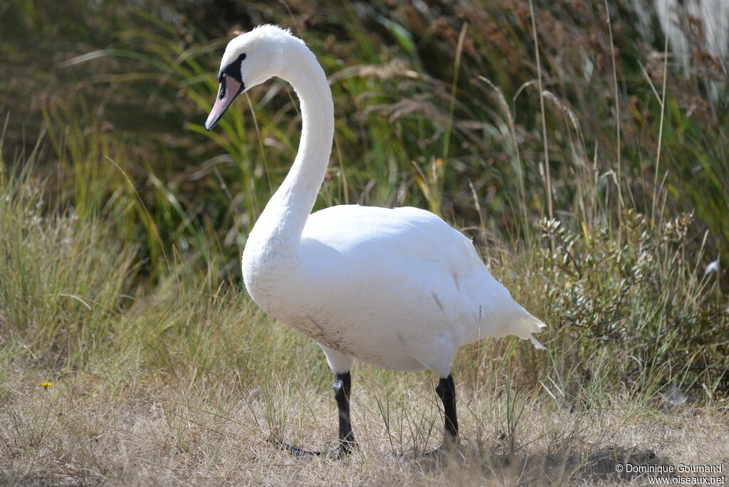 Cygne tuberculéjuvénile
