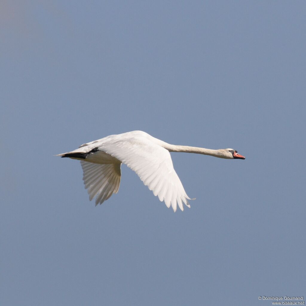 Cygne tuberculé