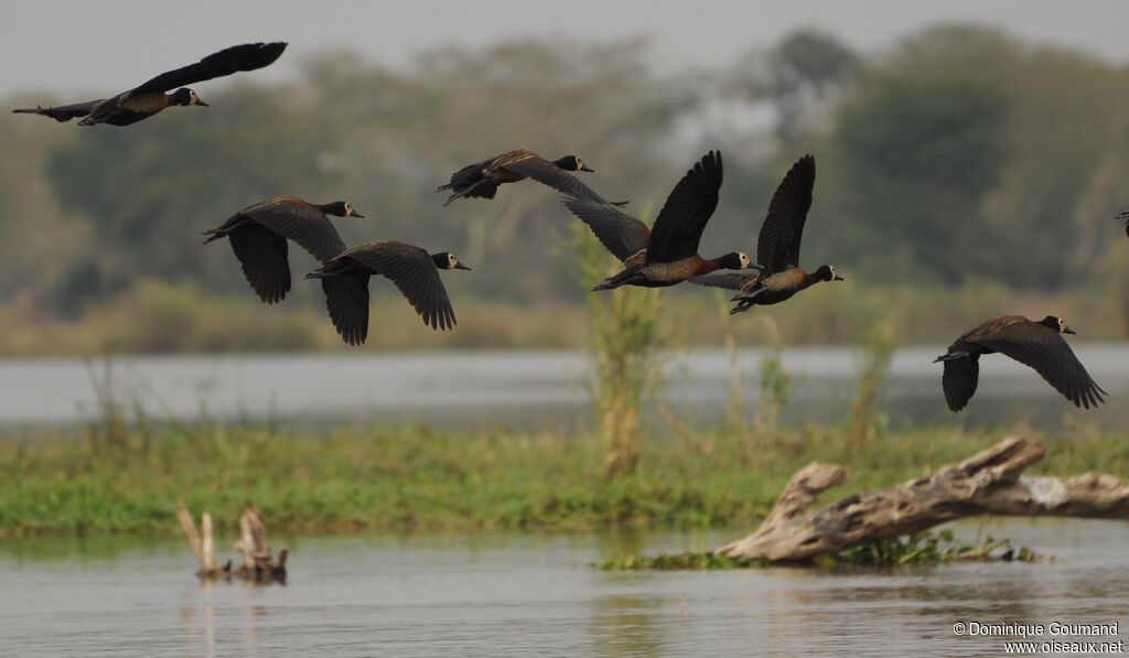Dendrocygne veuf, Vol
