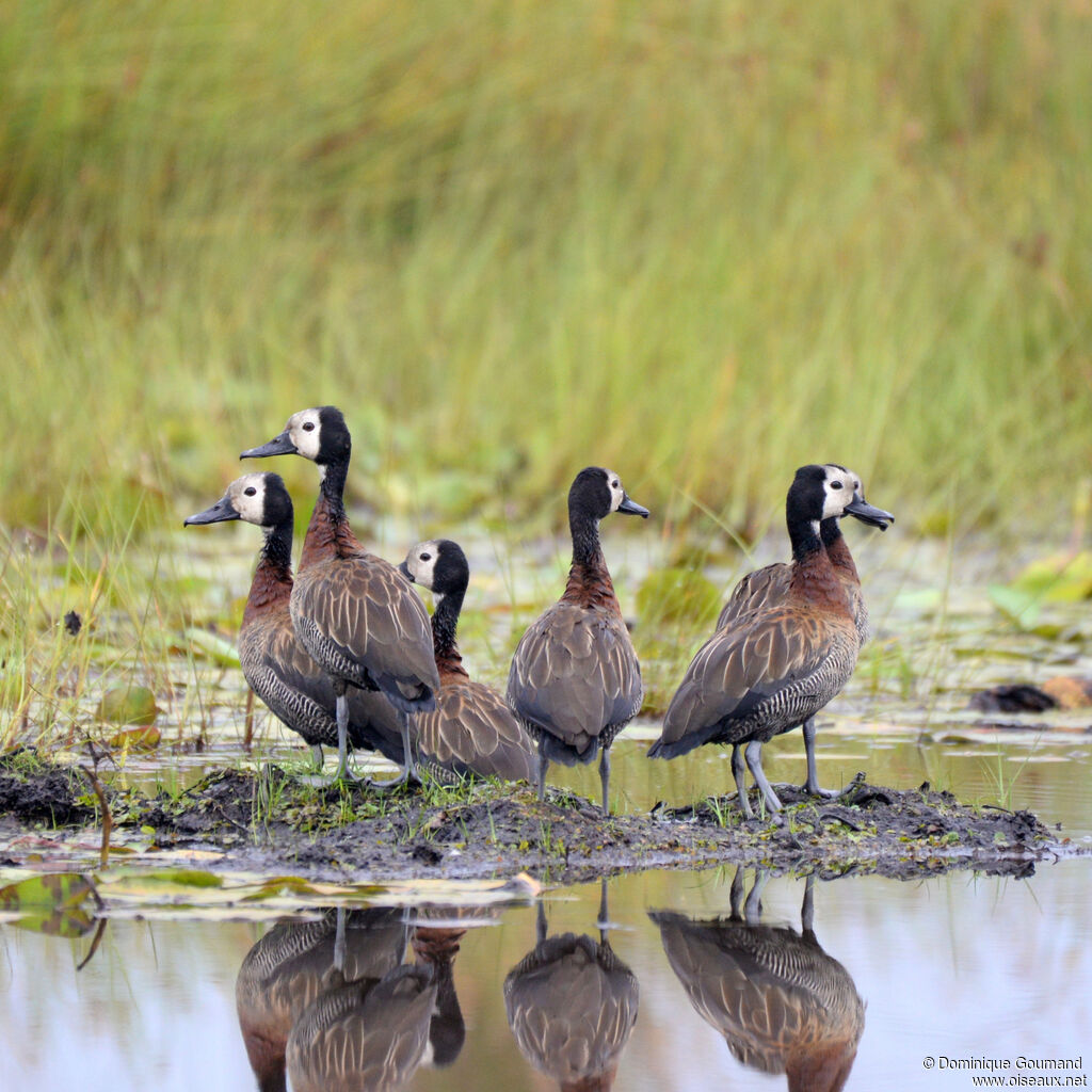Dendrocygne veuf, habitat