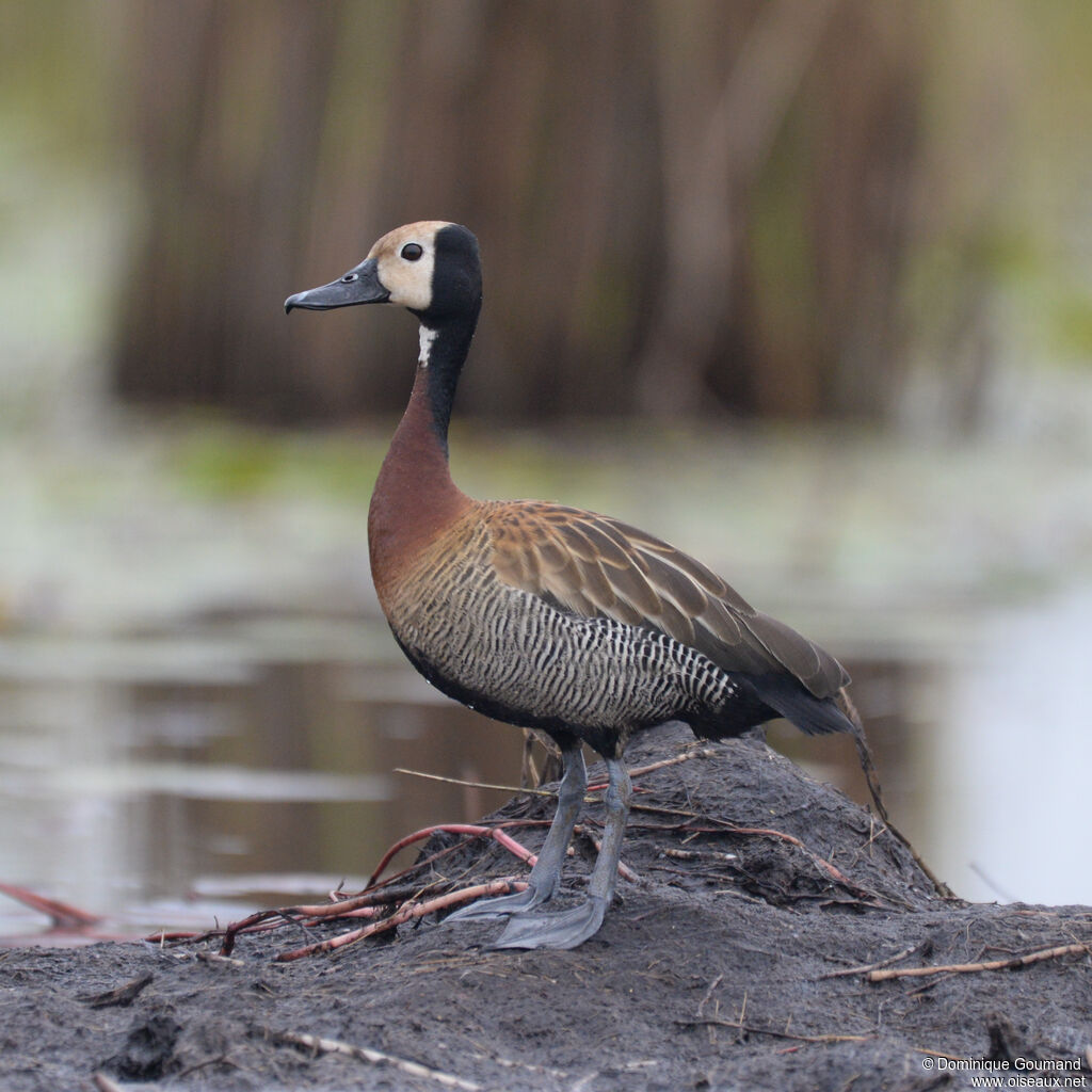 Dendrocygne veufadulte, identification